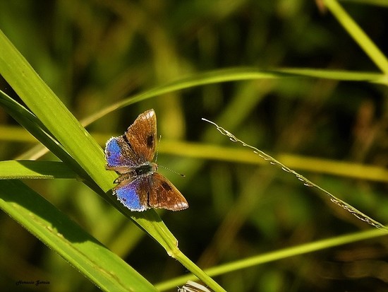 Lantana scrub-hairstreak