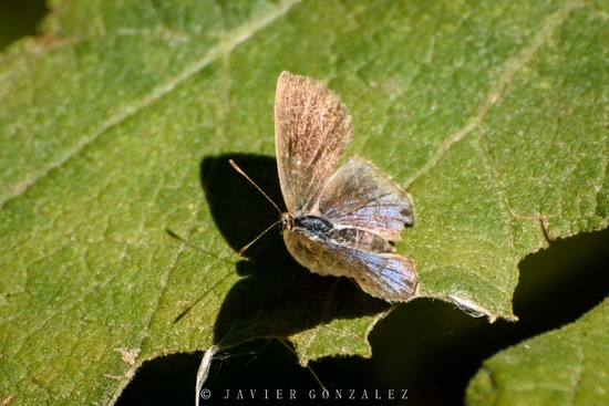 Lantana scrub-hairstreak