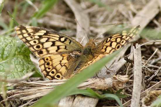 Southern fritillary