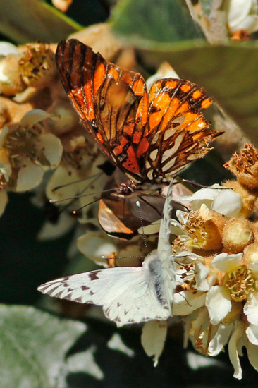 Common white-milk