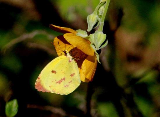 Common yellow