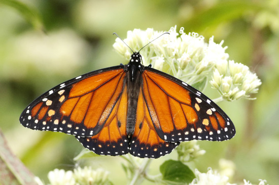 Southern Monarch