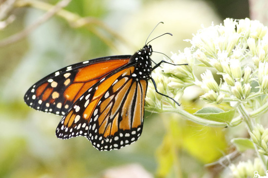 Southern Monarch