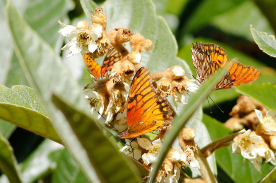 Mexican silverspot