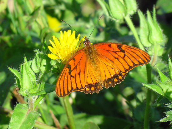 Mexican silverspot