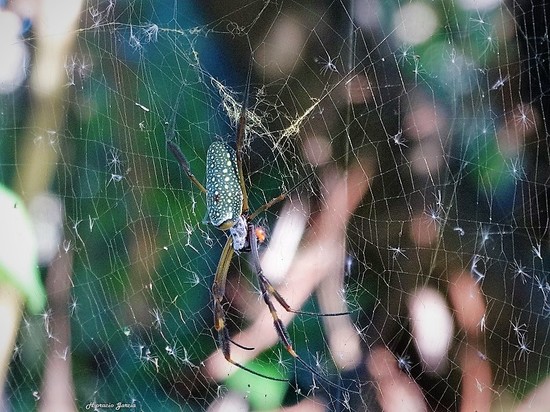 Golden Silk Orbweaver