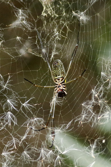 Golden Silk Orbweaver