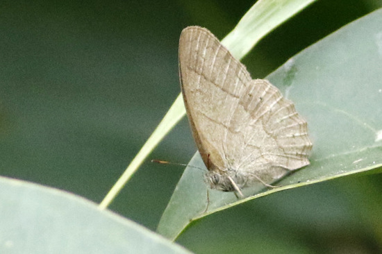 Poltys satyr