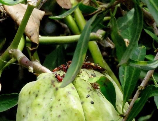Seed bug