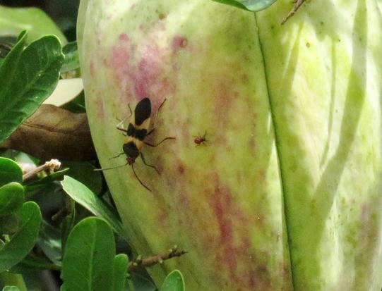 Seed bug