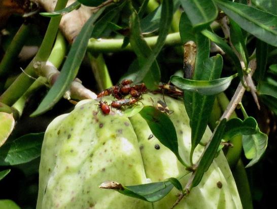 Seed bug