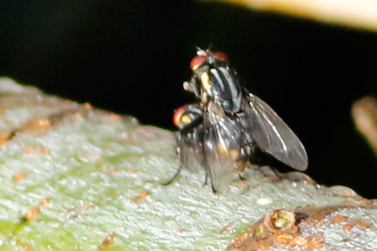 Flesh fly