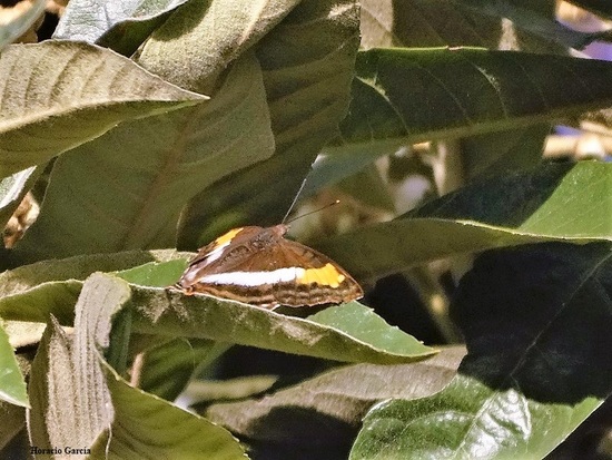 Laurentia Emperor