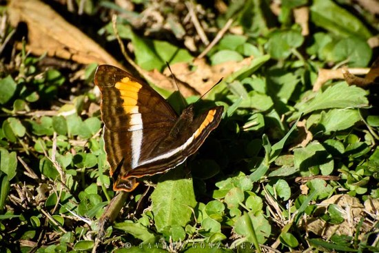 Laurentia Emperor