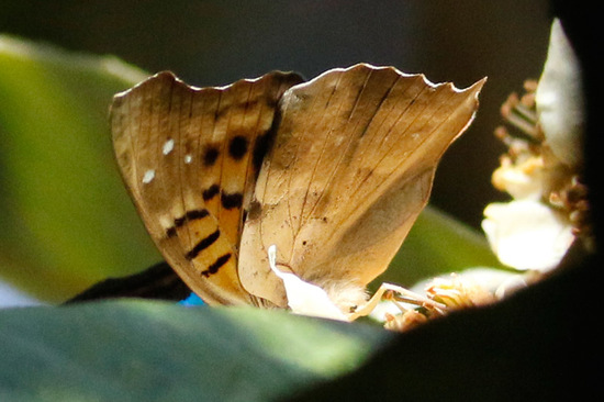 Laurentia Emperor