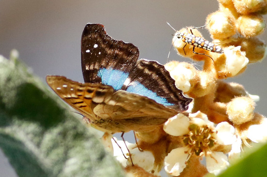 Laurentia Emperor