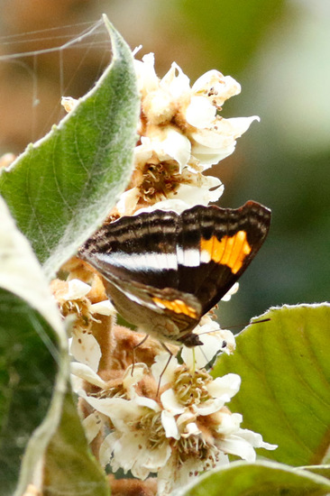 Laurentia Emperor