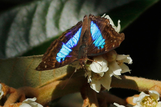 Laurentia Emperor