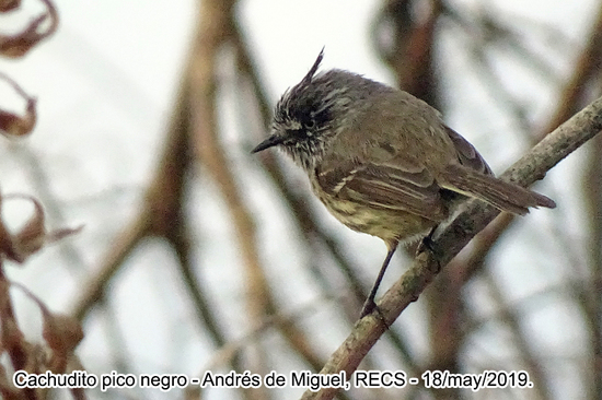 Cachudito pico negro/Tufted Tit-Tyrant