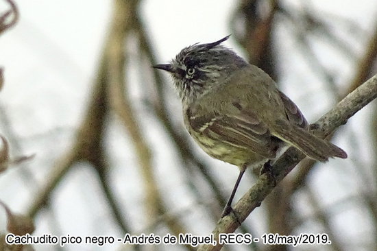 Cachudito pico negro/Tufted Tit-Tyrant