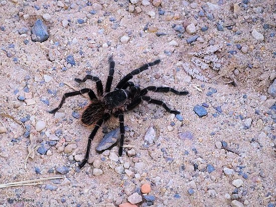 Misiones tarantula