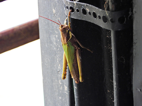 Lubber Grasshopper