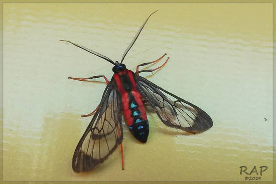 Polilla-avispa escarlata