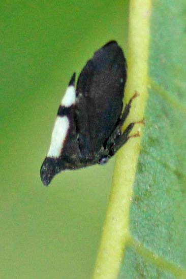 Treehopper