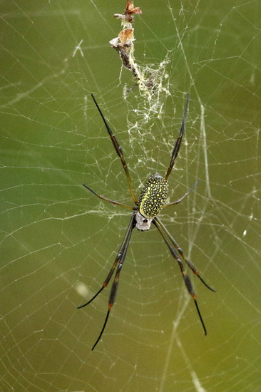 Araña de seda de oro