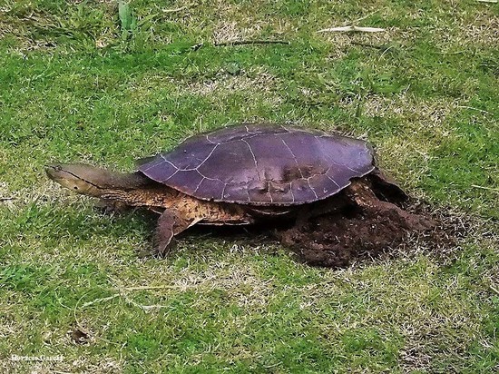 Tortuga de laguna