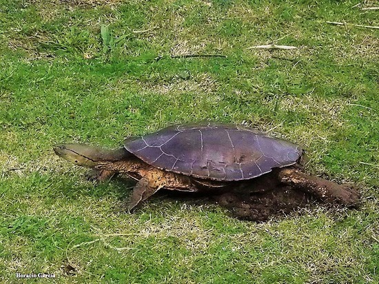 Tortuga de laguna