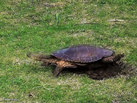 Tortuga de laguna