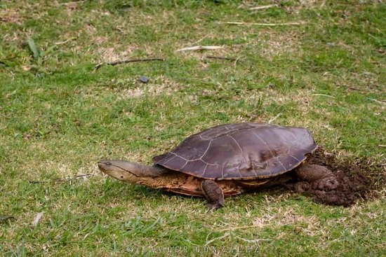 Tortuga de laguna
