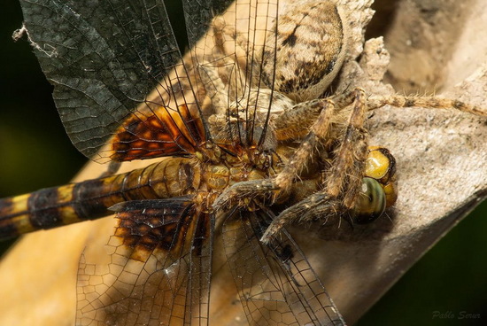 Giant crab spider