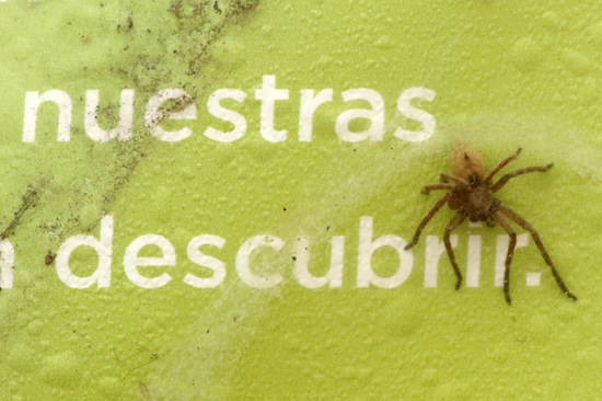 Giant crab spider