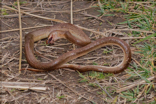 Culebra marrón