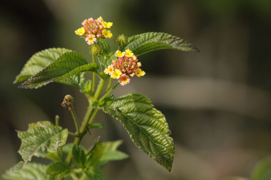 Lantana