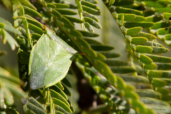 Green stink bug