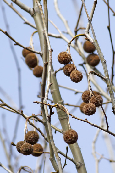 Plátano/London plane