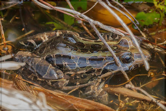 Rana criolla/Creole frog