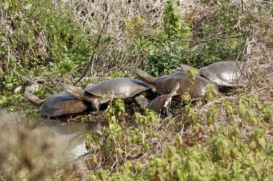 Tortuga de laguna/Side-necked turtle