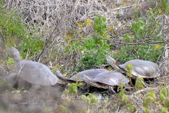 Tortuga de laguna/Side-necked turtle