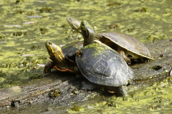 Tortugas/Turtles