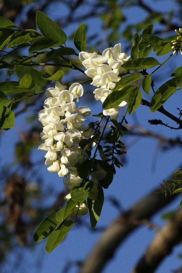 Acacia blanca/Black locust