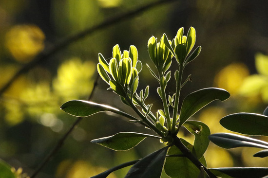 Azarero/Japanese pittosporum