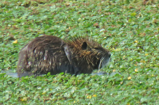 Coypu