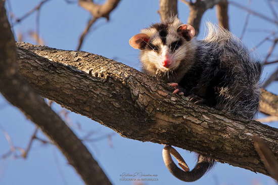 White-eared opossum