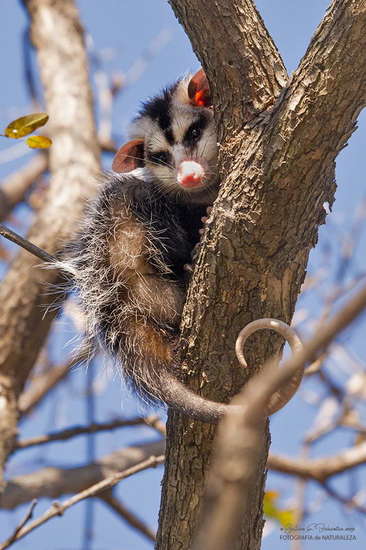 White-eared opossum