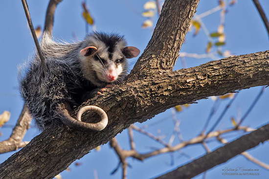 White-eared opossum