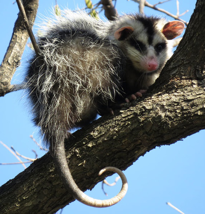 White-eared opossum